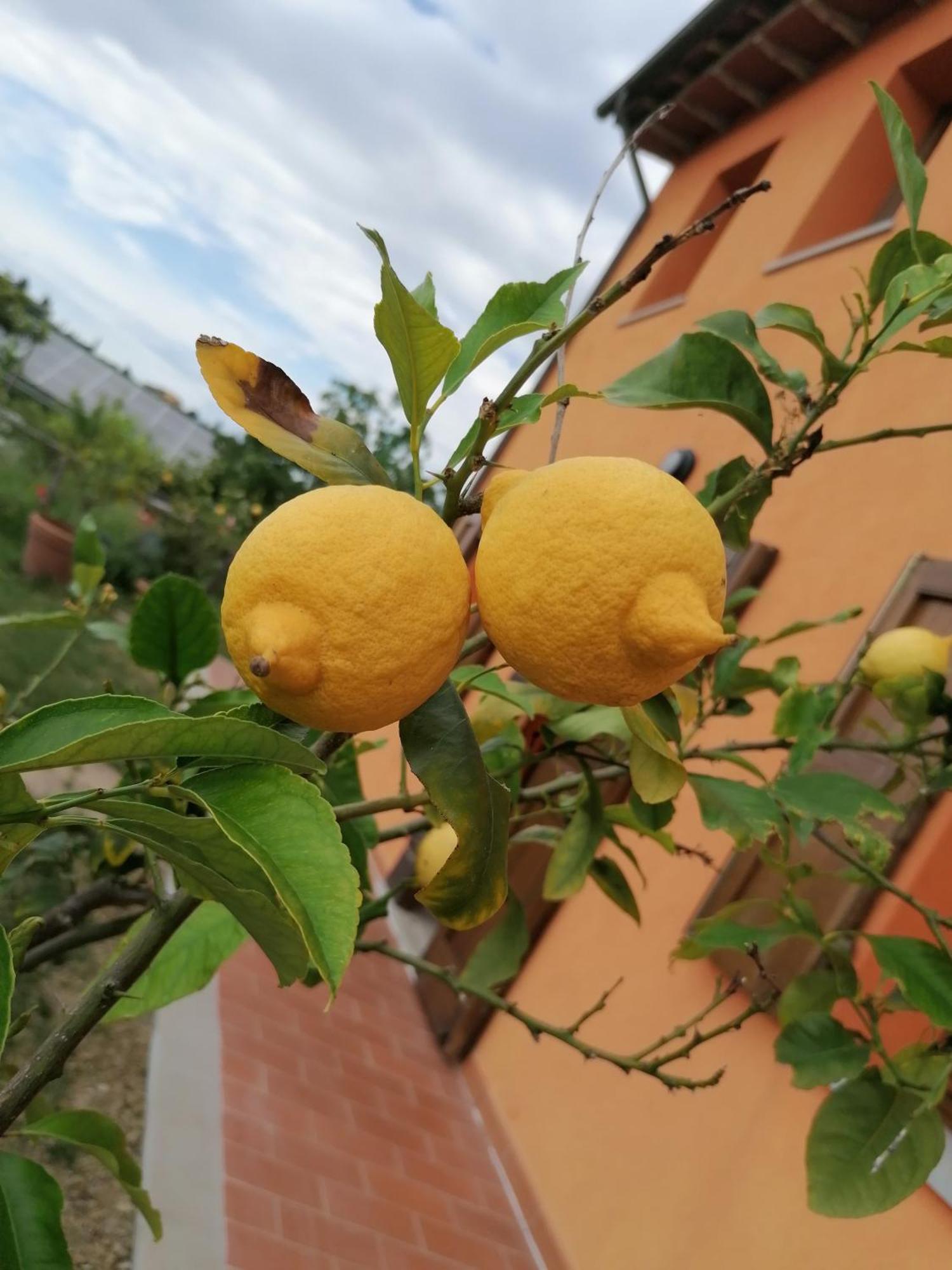 Agriturismo Borgo Stella Montespertoli Exteriör bild